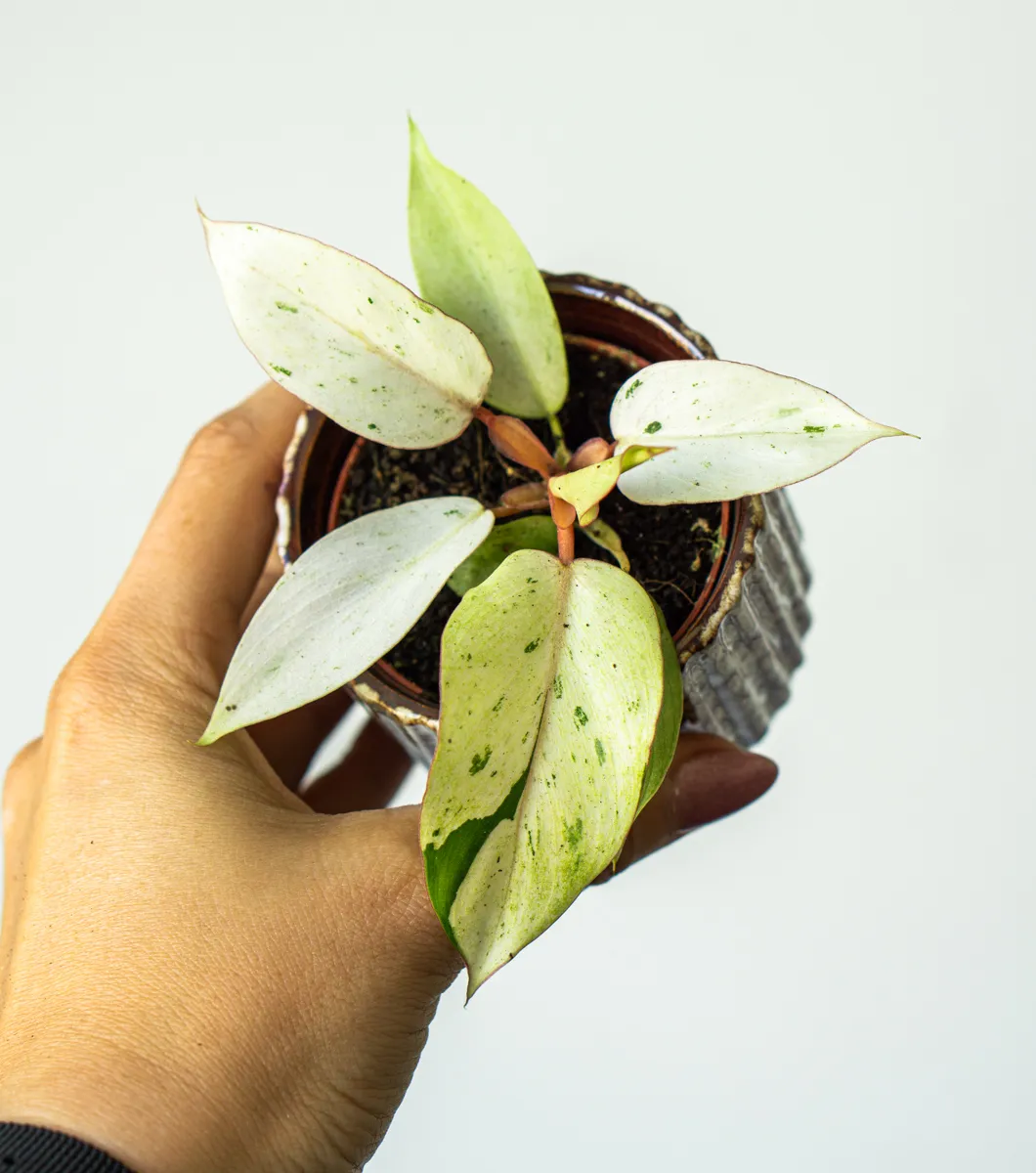 Baby Philodendron Snowdrift