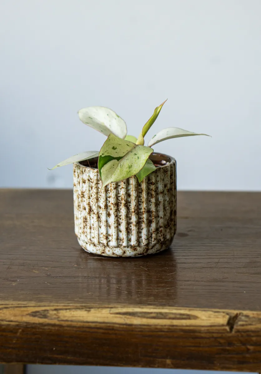 Baby Philodendron Snowdrift