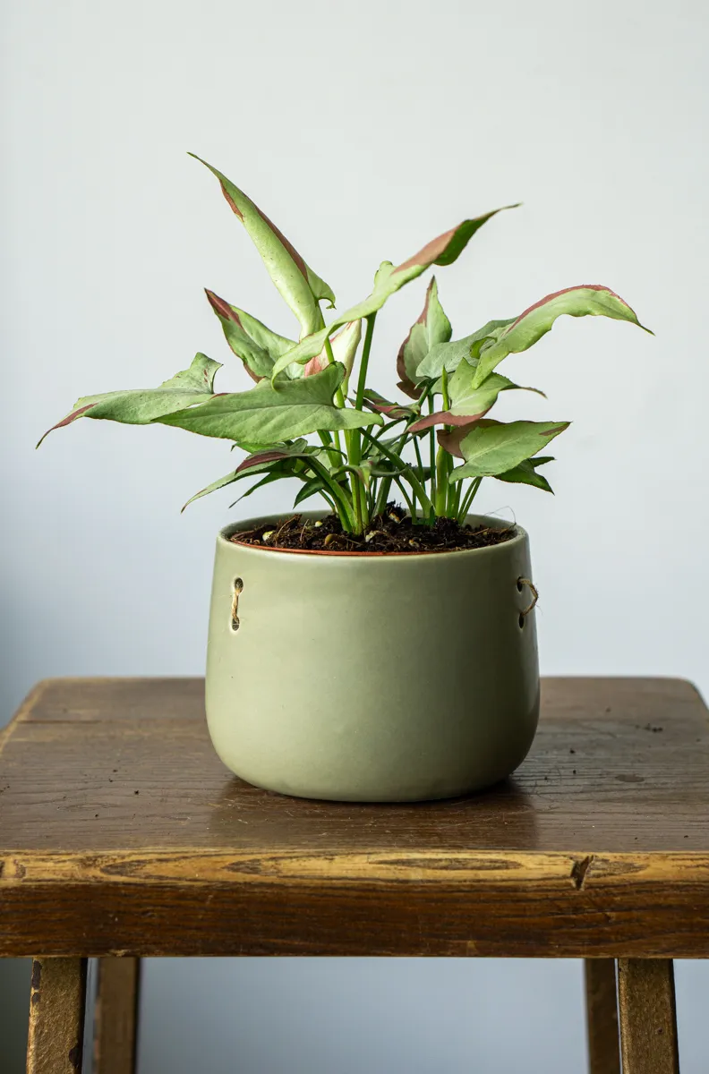 Syngonium Orm Nagpum variegata