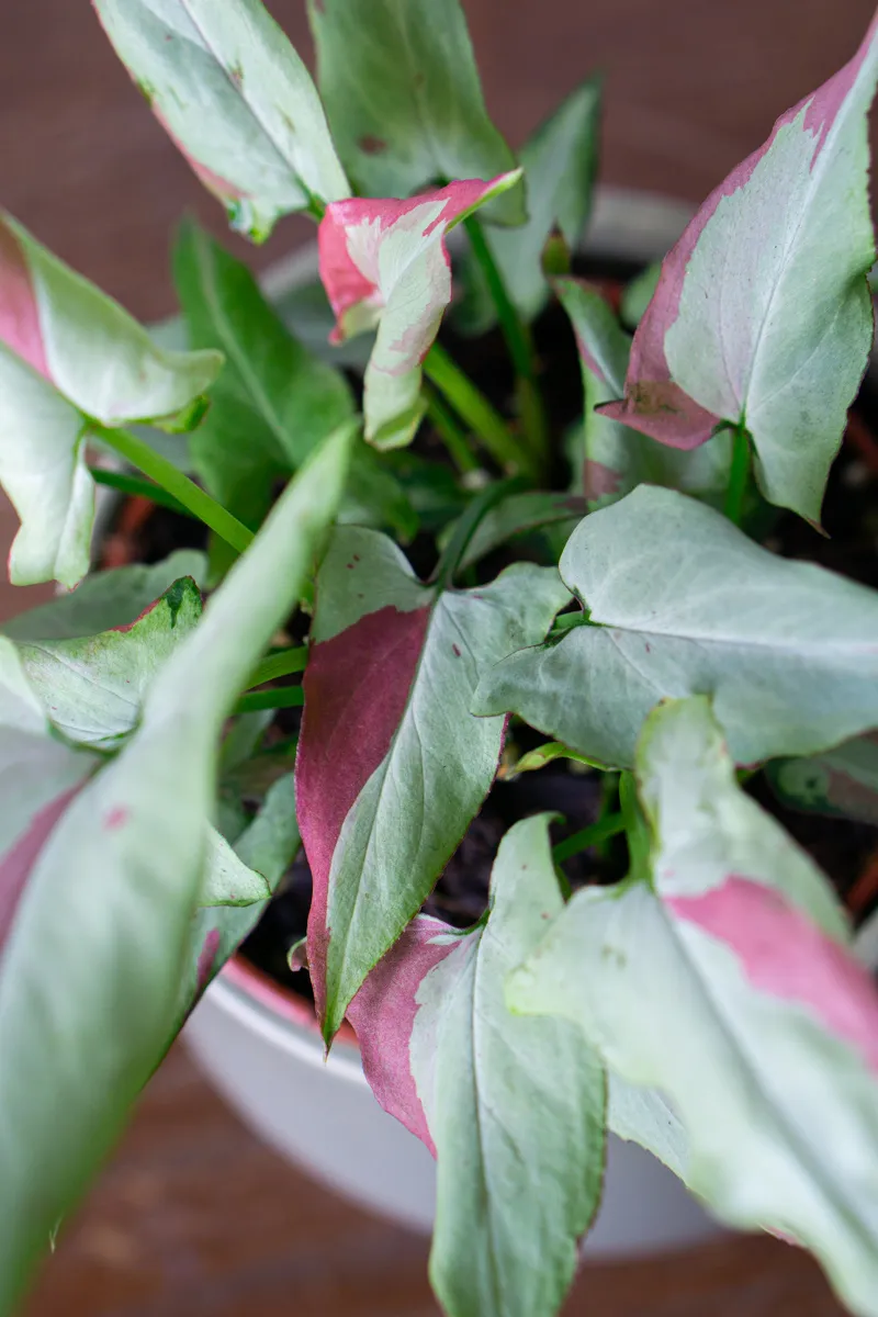 Syngonium Orm Nagpum variegata
