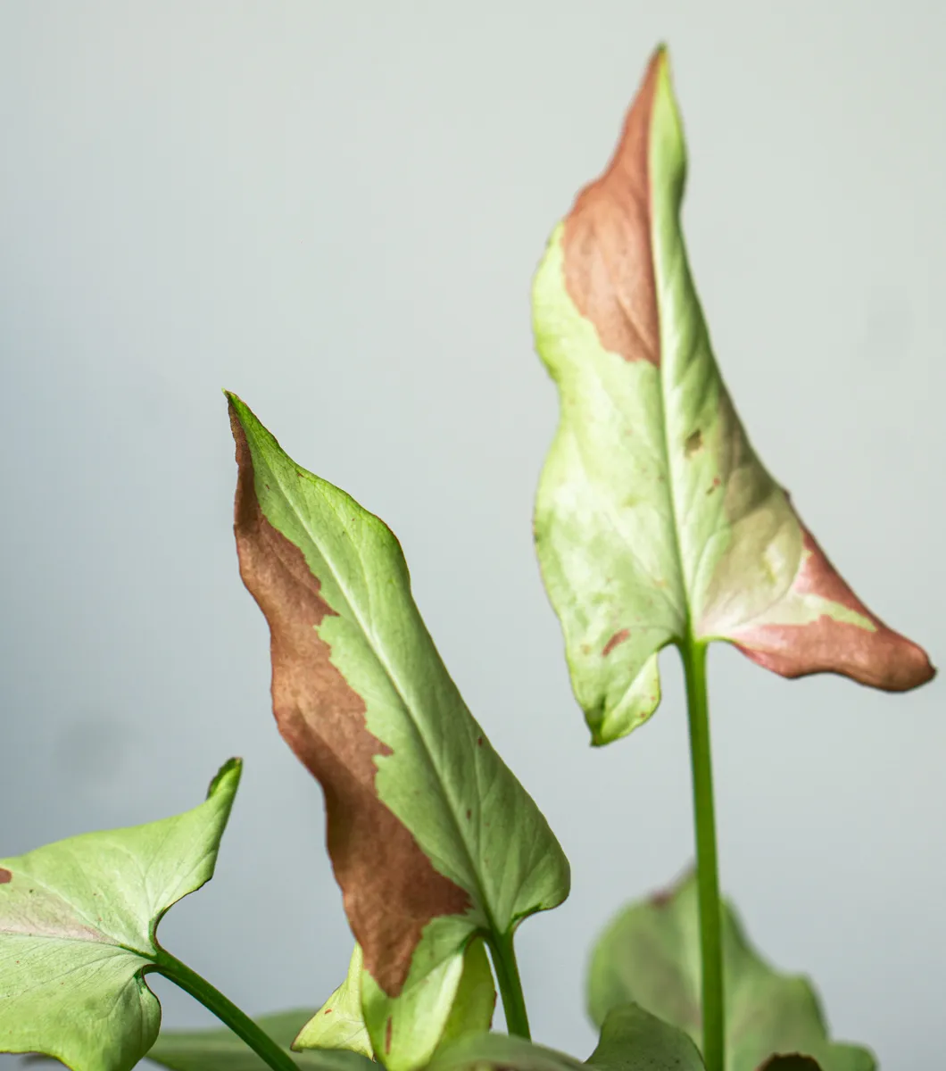 Syngonium Orm Nagpum variegata