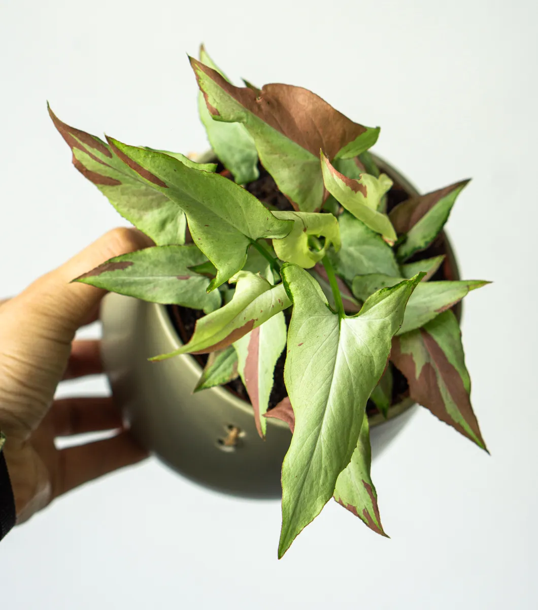 Syngonium Orm Nagpum variegata