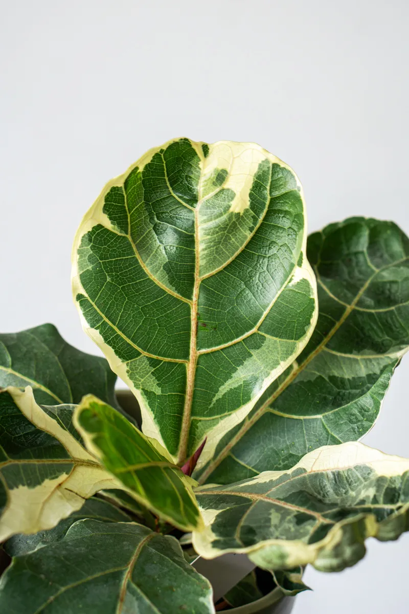 Ficus Lyrata variegata