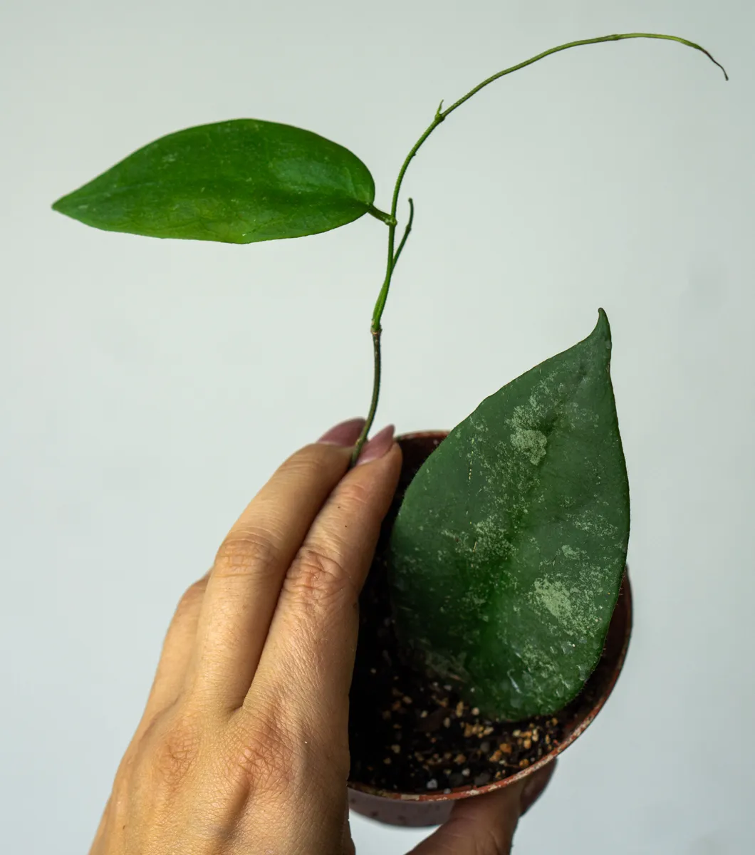 Baby Hoya Caudata sumatra