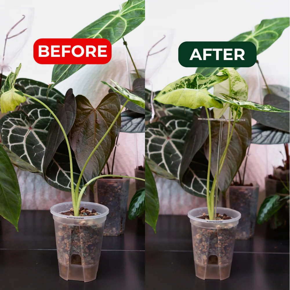 Hak na stonky rastlin