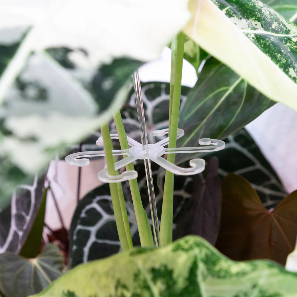 Hak na stonky rastlin