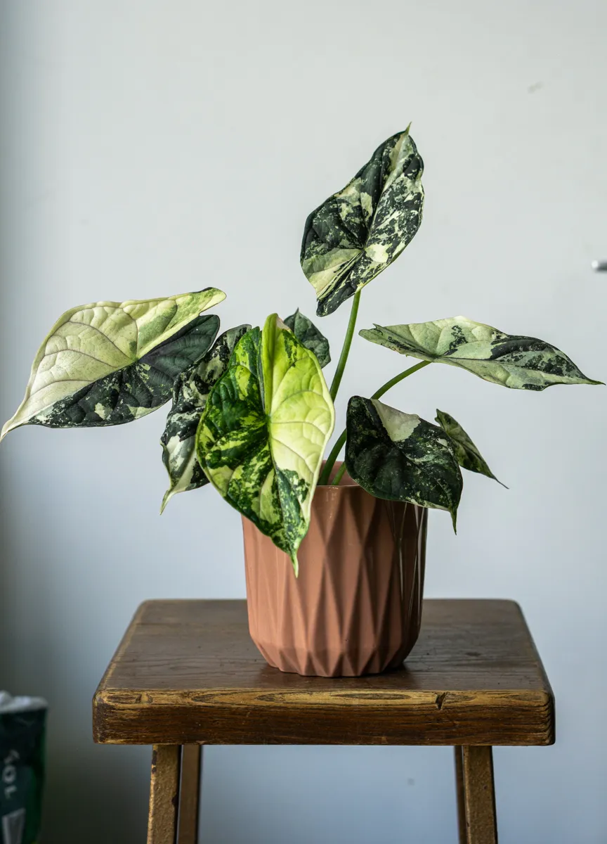 ?? Alocasia Baginda Dragon Scale variegata (Zachran ma)