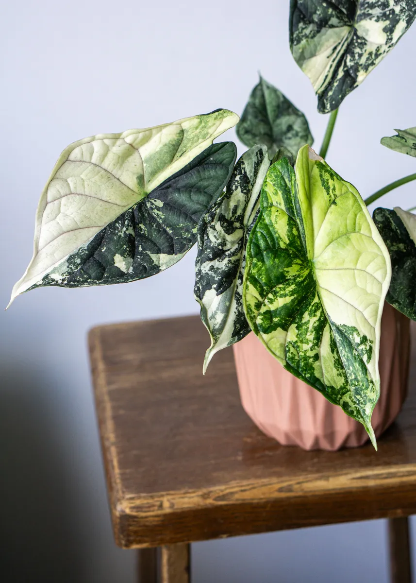 ?? Alocasia Baginda Dragon Scale variegata (Zachran ma)