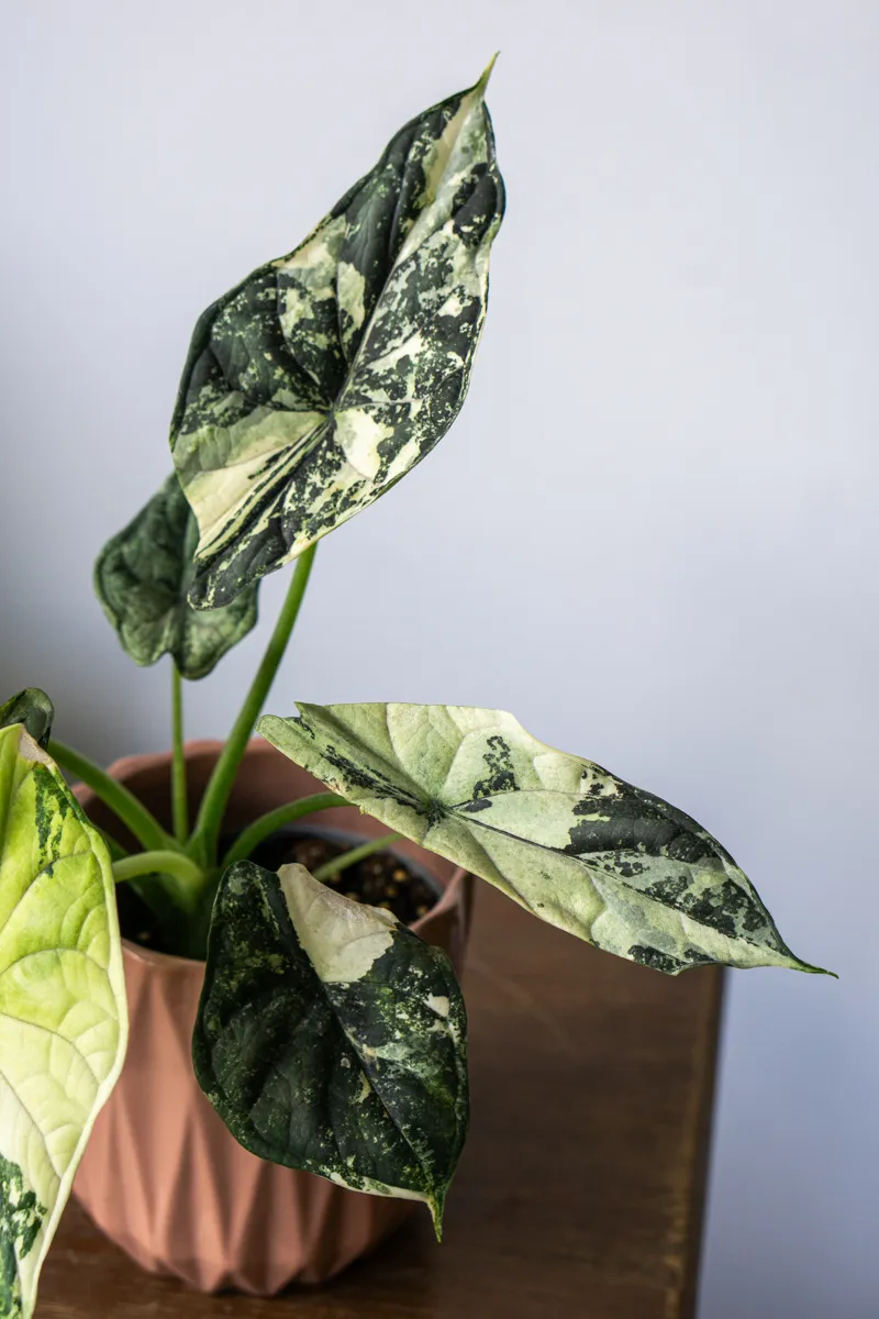 ?? Alocasia Baginda Dragon Scale variegata (Zachran ma)