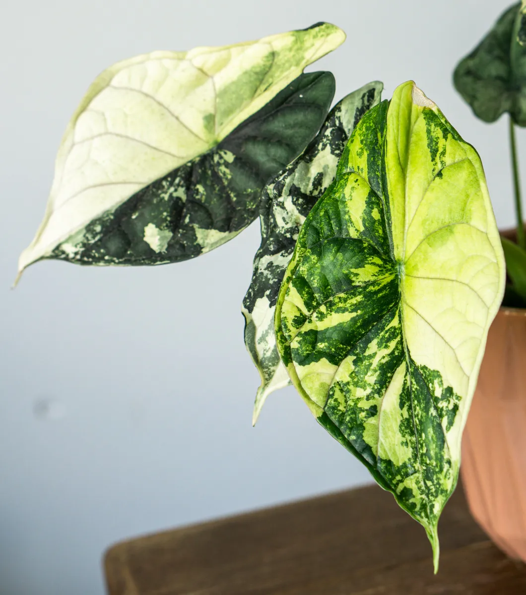?? Alocasia Baginda Dragon Scale variegata (Zachran ma)