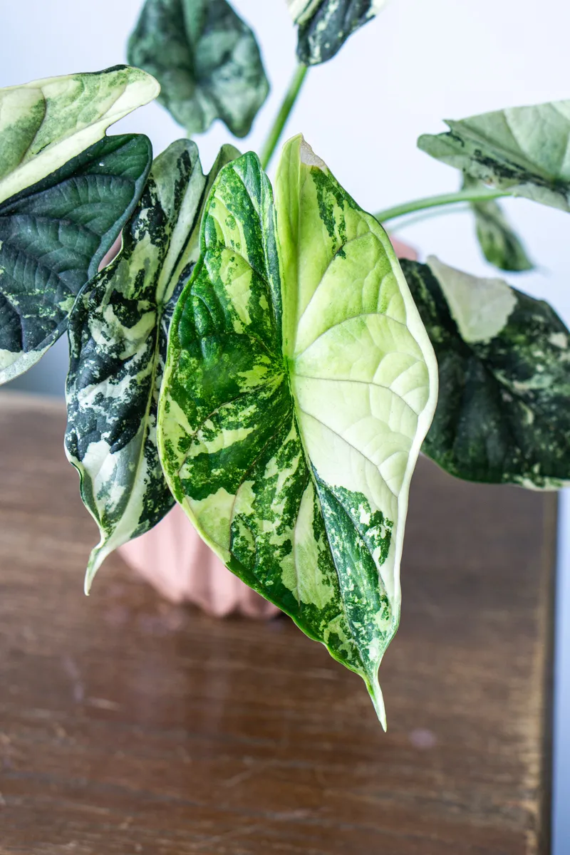 ?? Alocasia Baginda Dragon Scale variegata (Zachran ma)