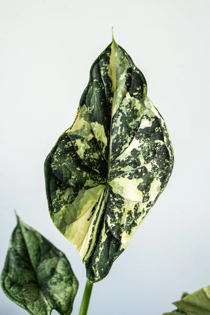 ?? Alocasia Baginda Dragon Scale variegata (Zachran ma)