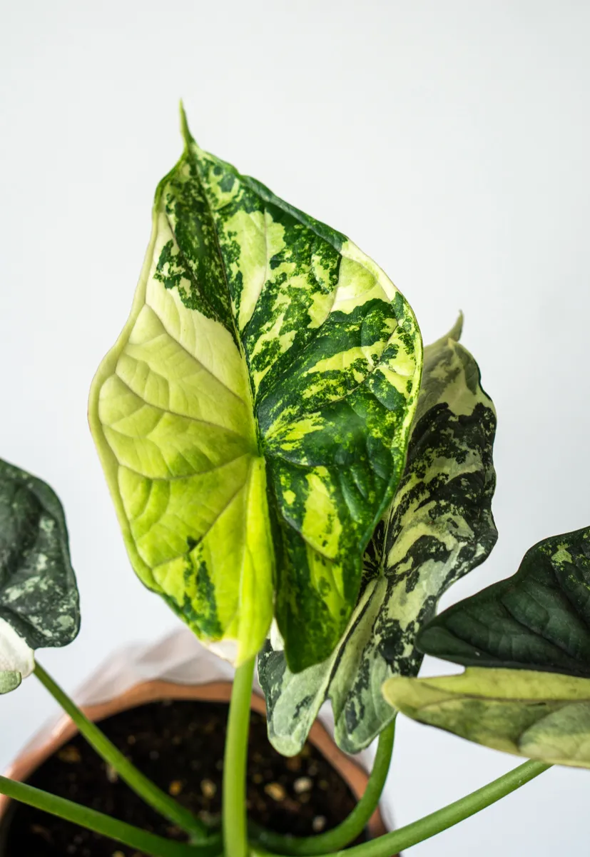 ?? Alocasia Baginda Dragon Scale variegata (Zachran ma)