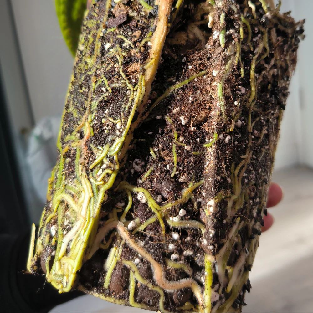 Priehladny kvetinac pre Aroidy Plantscraper