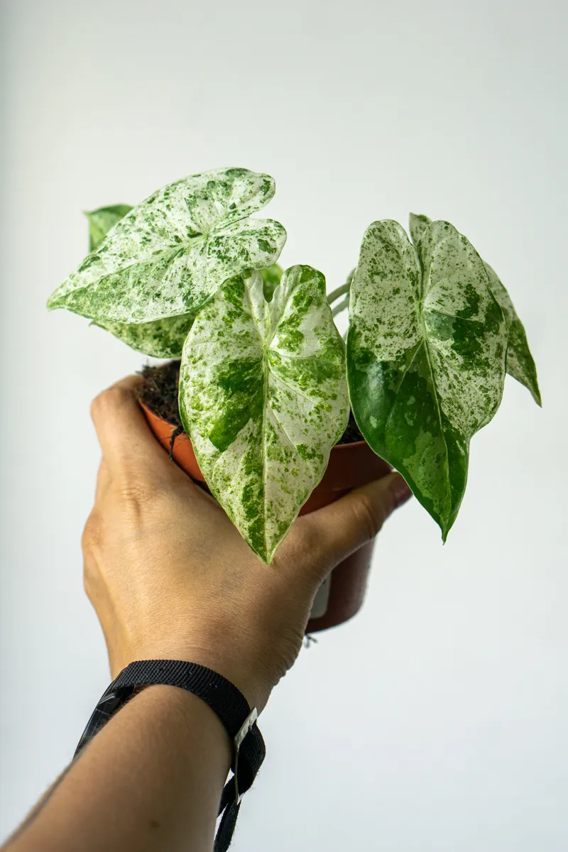 Alocasia macrorrhiza Camouflage /variegata Splash