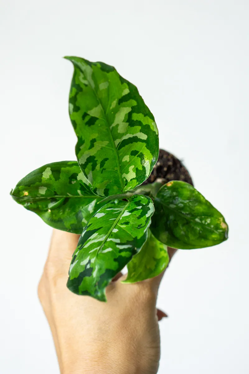 Baby Aglaonema Pictum Tricolor