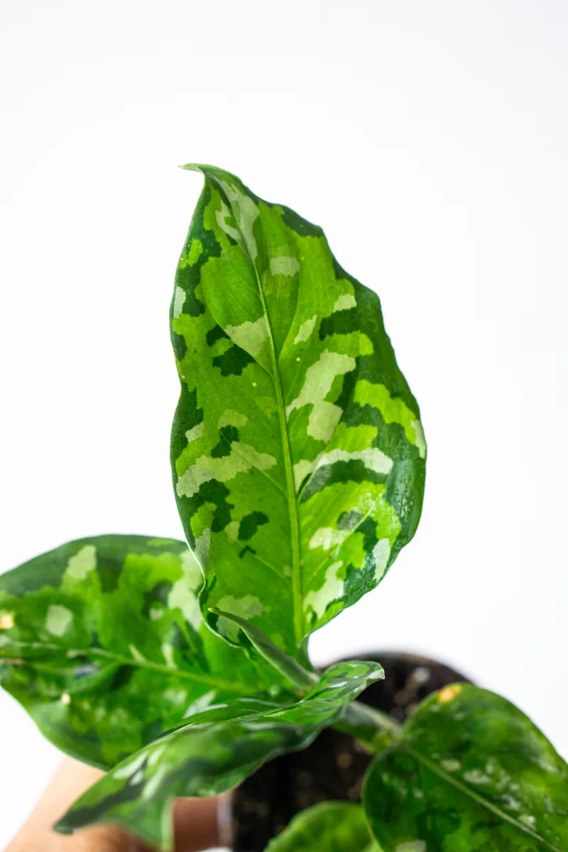 Baby Aglaonema Pictum Tricolor