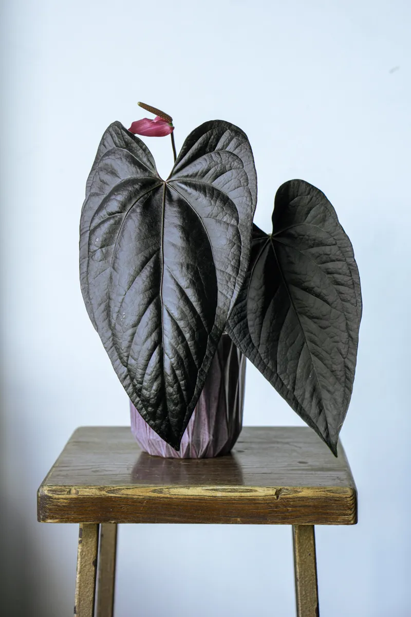 Baby Anthurium Queen of Hearts