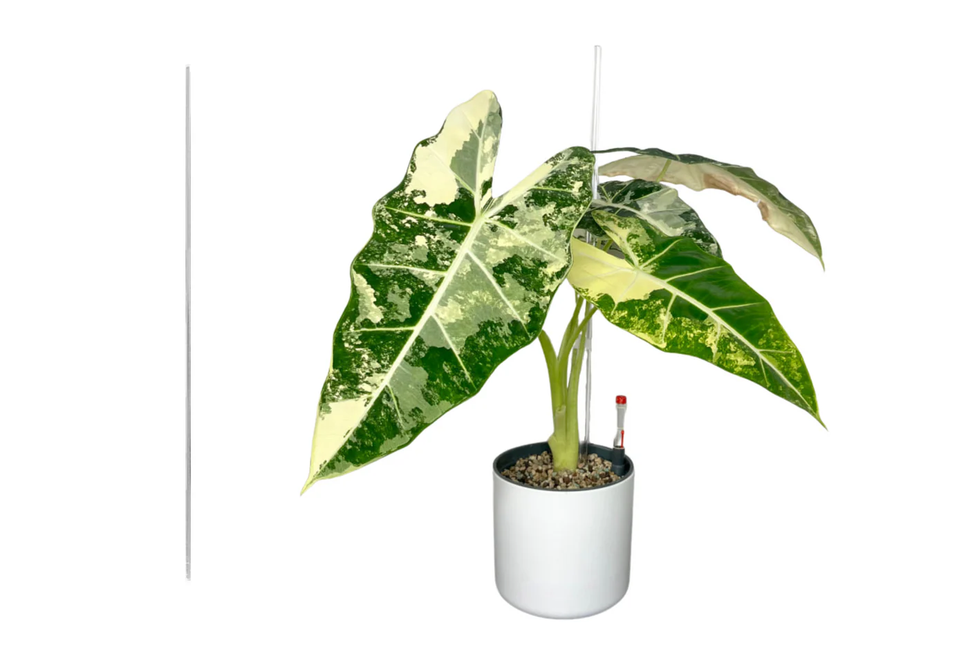 Priesvitna oporna tyc pre rastliny (6mm)