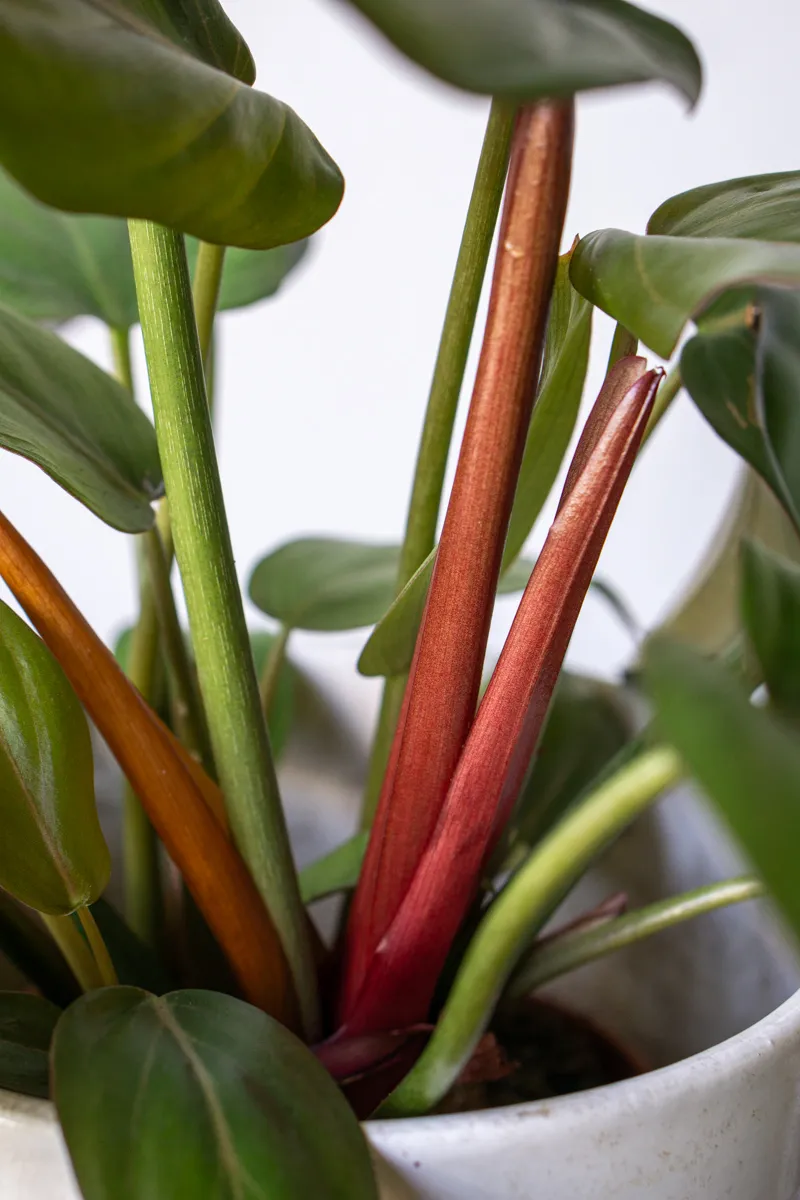 Philodendron Summer Glory