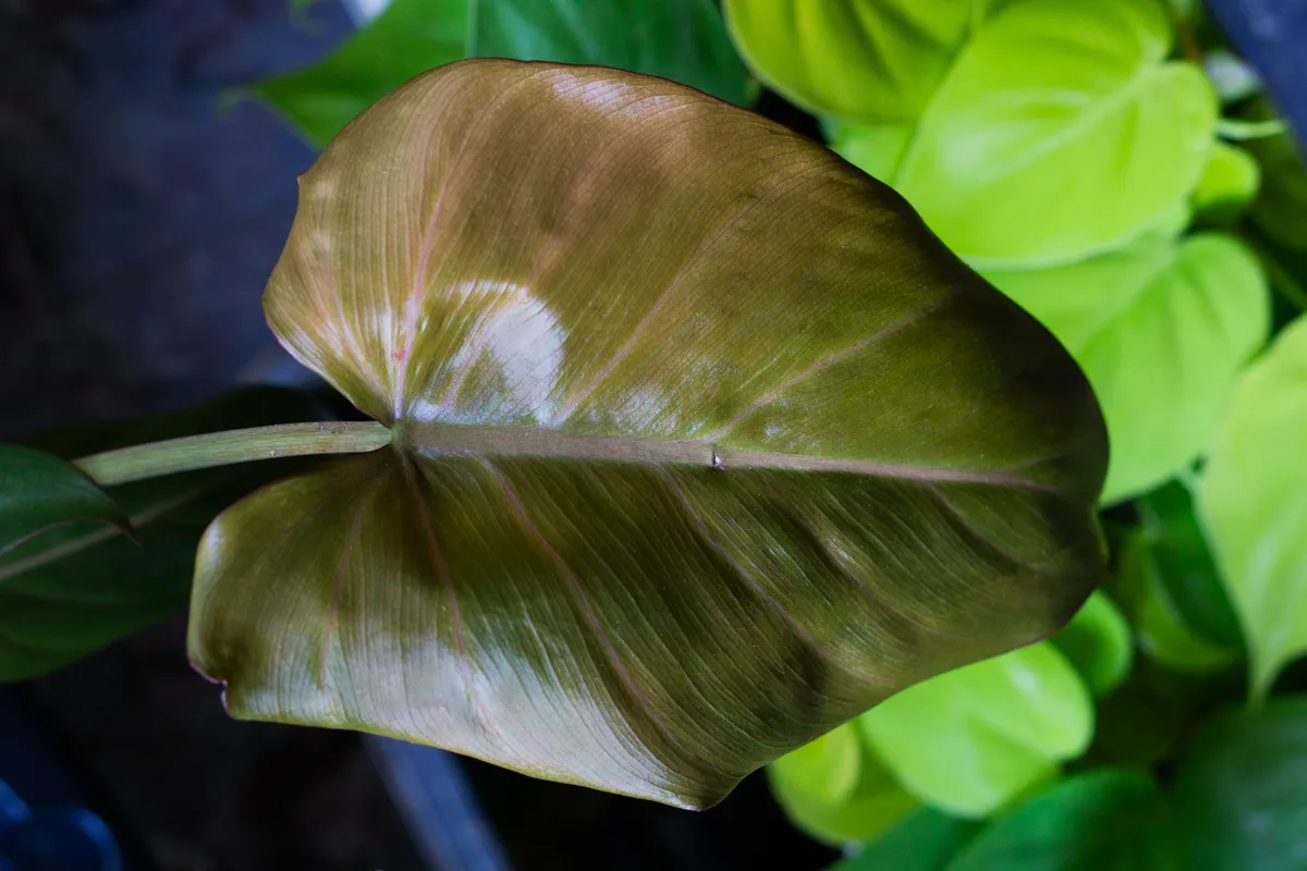 Philodendron Summer Glory