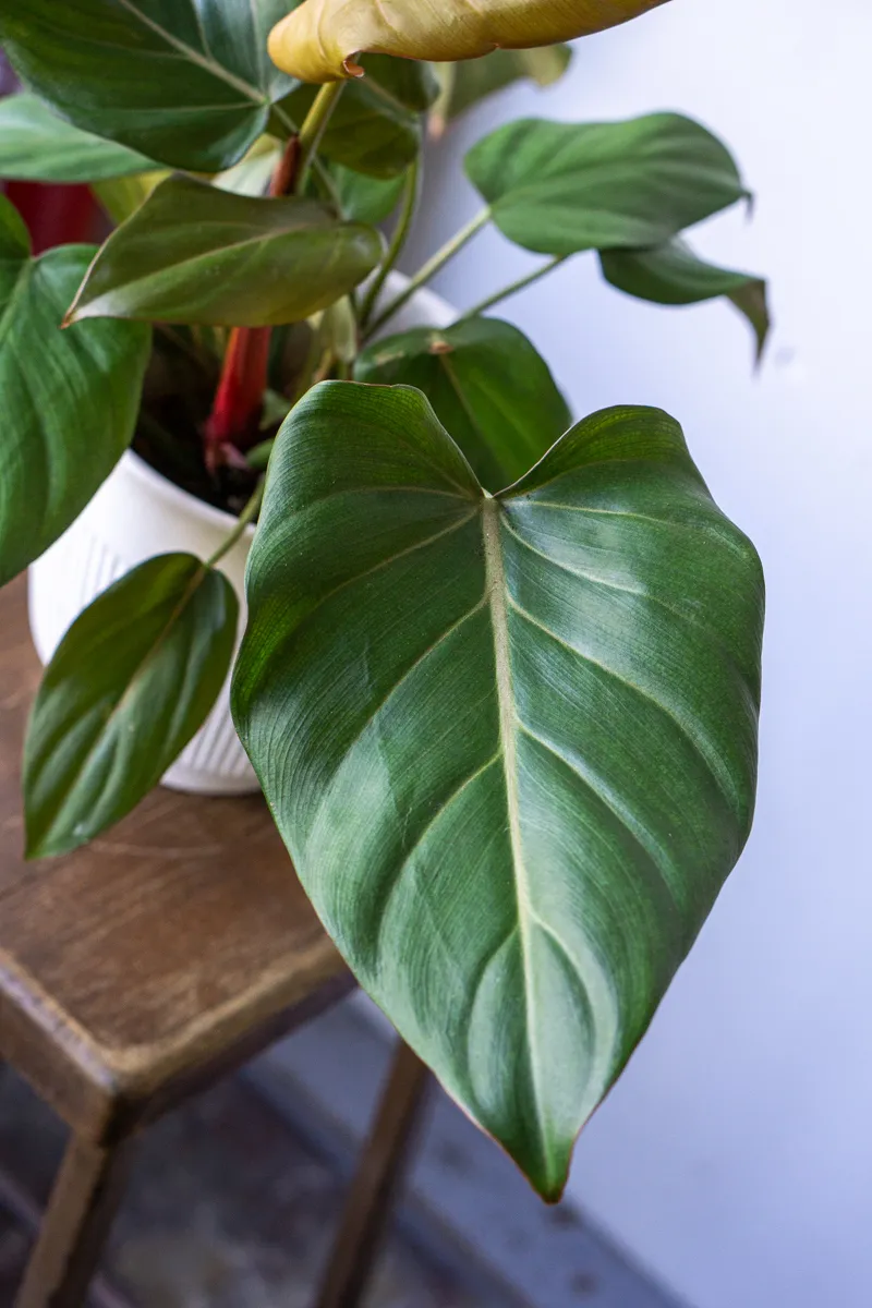 Philodendron Summer Glory