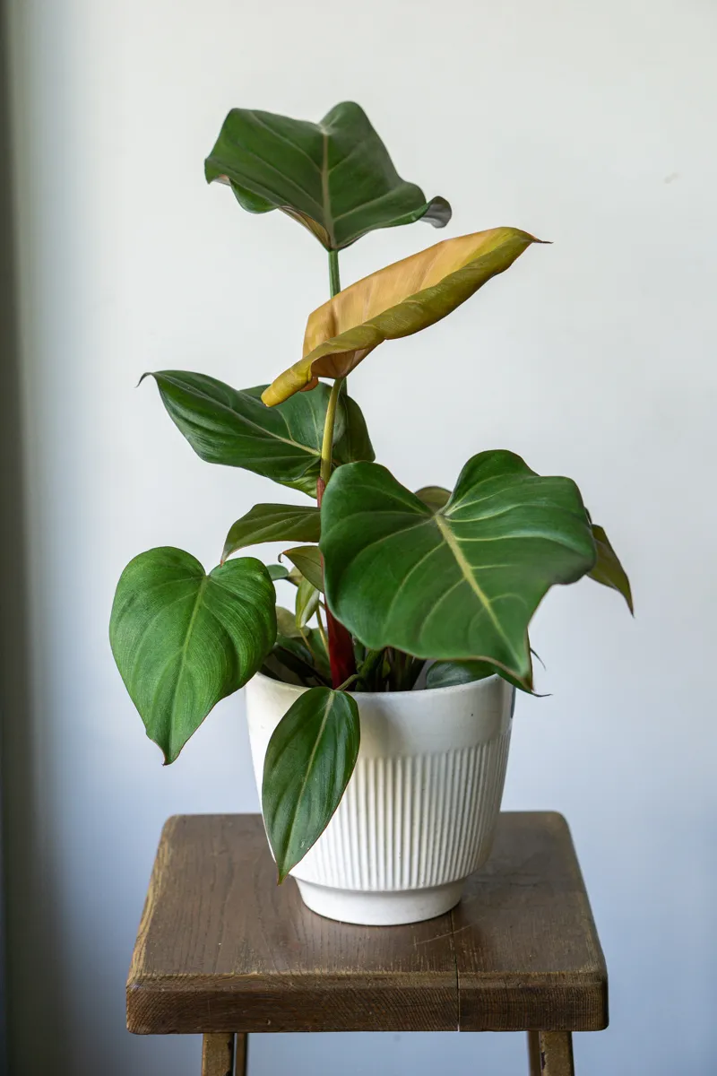 Philodendron Summer Glory