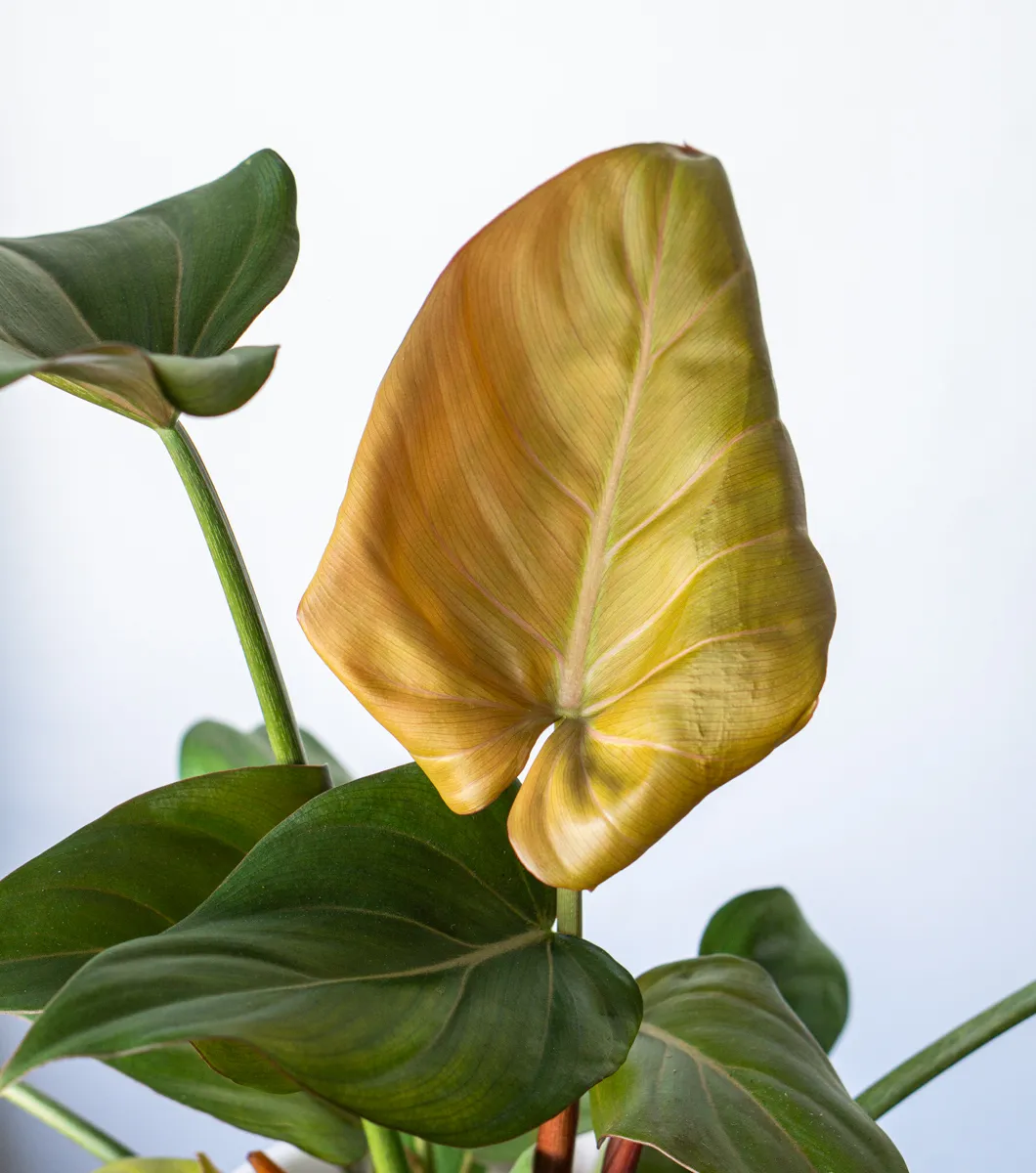 Philodendron Summer Glory
