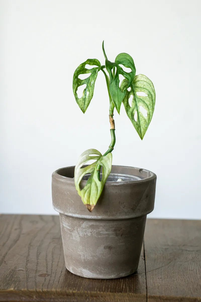 Baby Monstera adansonii Archipelago Mint Ghost (semihydro)