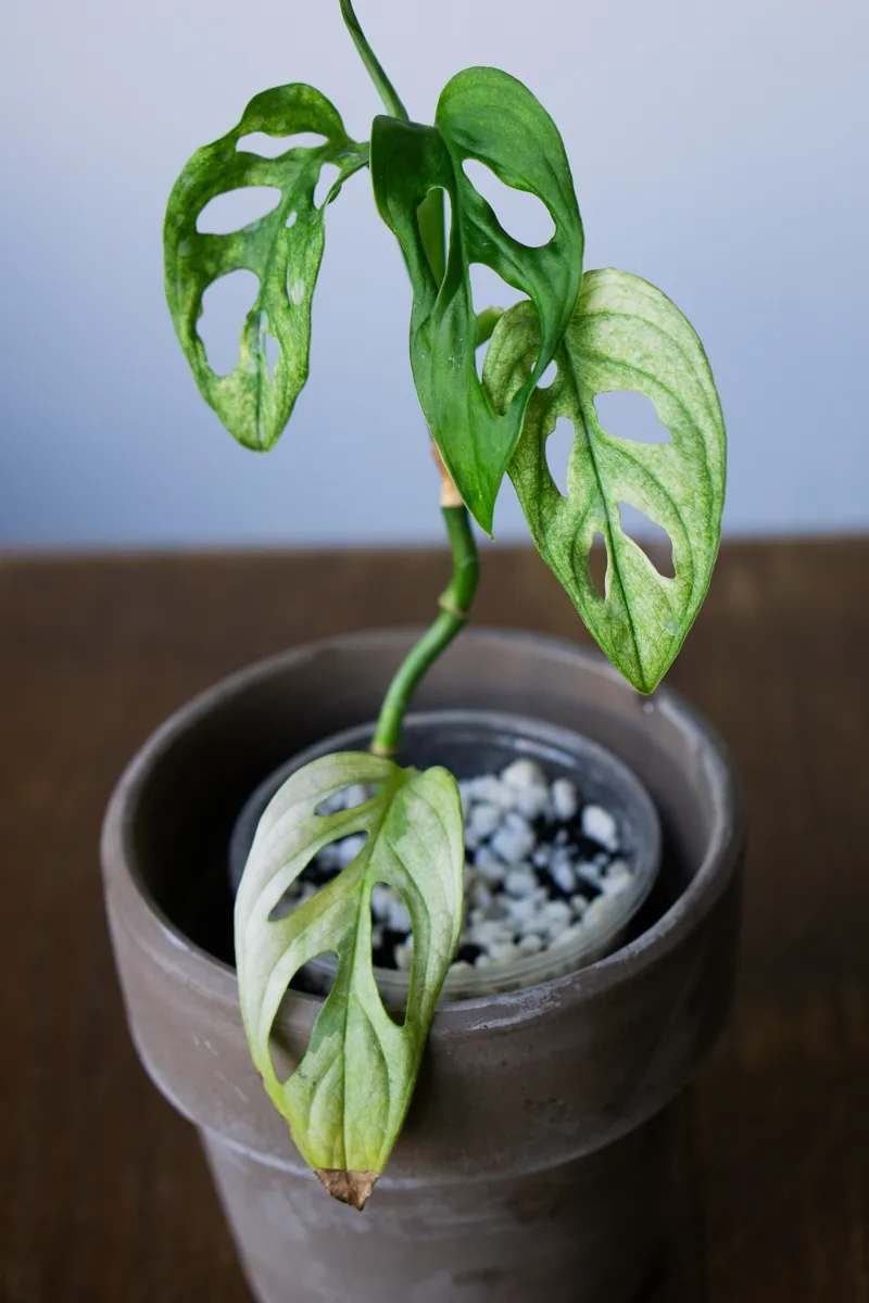 Baby Monstera adansonii Archipelago Mint Ghost (semihydro)