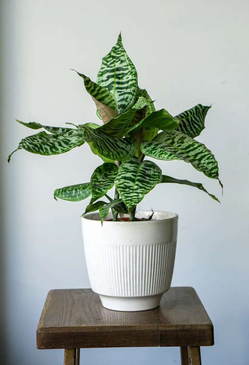 Queen Dracaena Goldieana Zebra Striped (dve rastliny v kvetinaci)