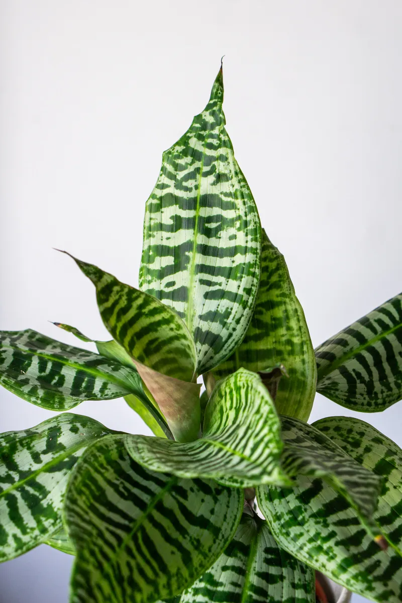 Queen Dracaena Goldieana Zebra Striped (dve rastliny v kvetinaci)