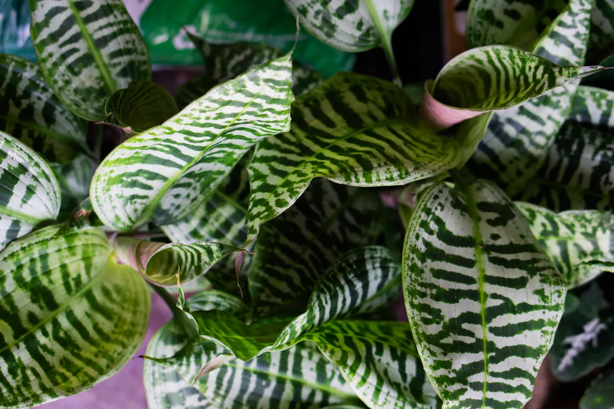 Queen Dracaena Goldieana Zebra Striped (dve rastliny v kvetinaci)