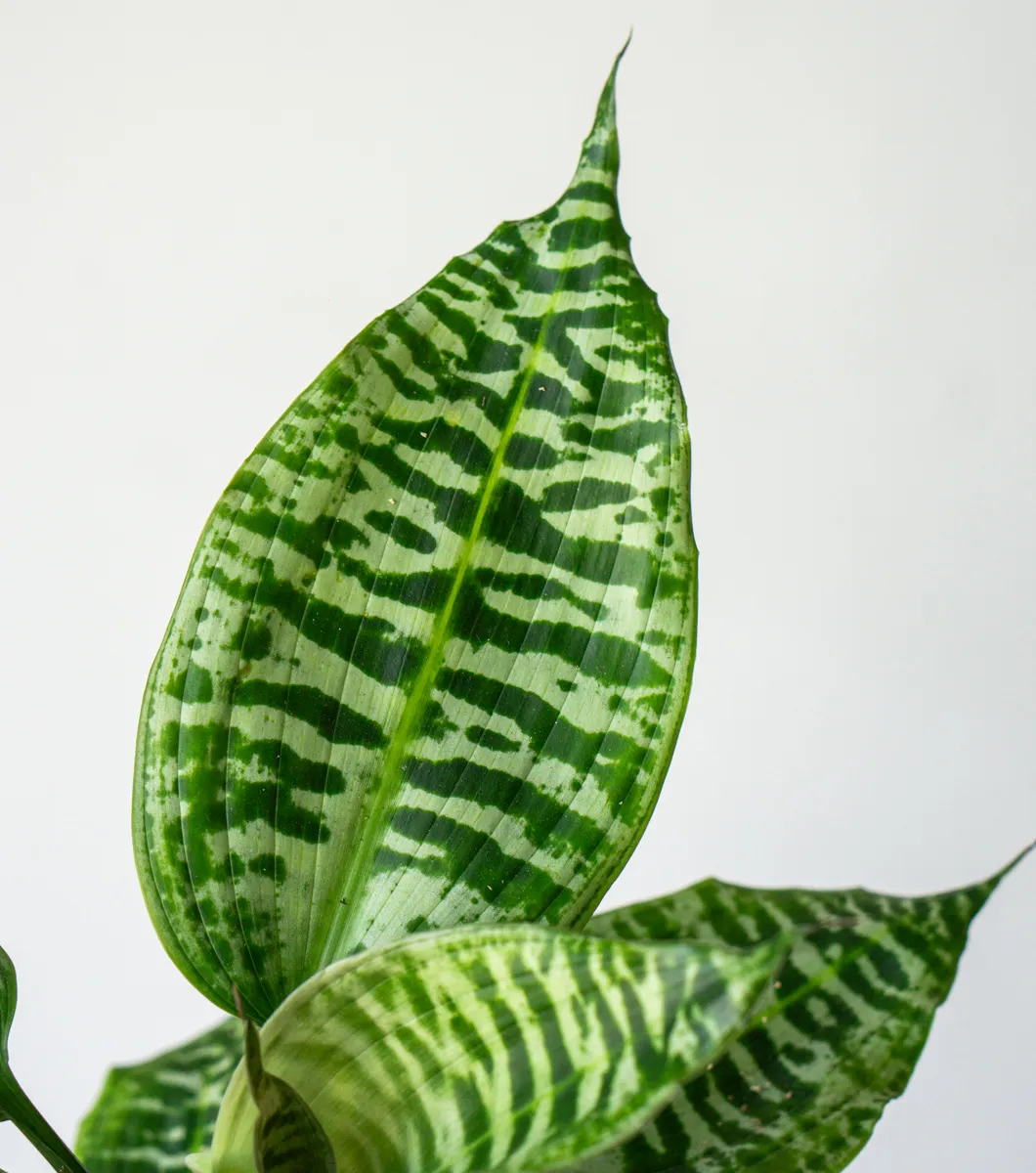 Queen Dracaena Goldieana Zebra Striped (dve rastliny v kvetinaci)