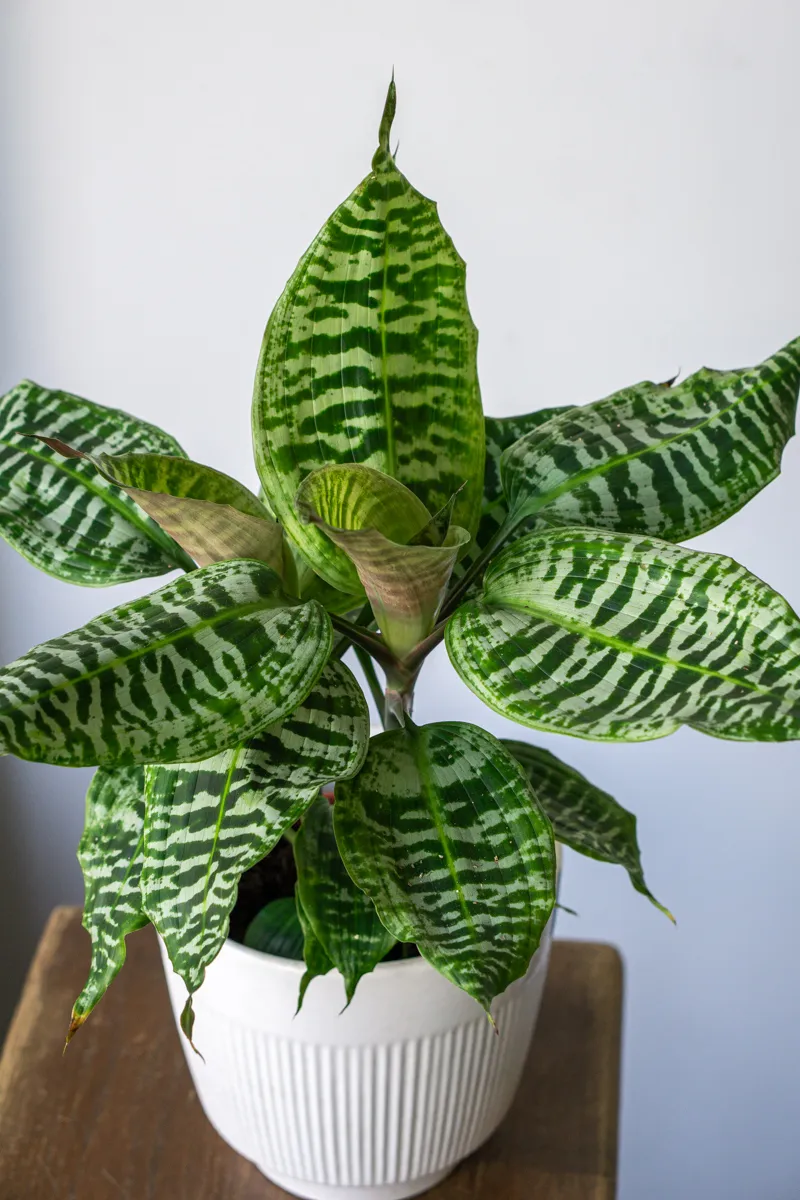 Queen Dracaena Goldieana Zebra Striped (dve rastliny v kvetinaci)