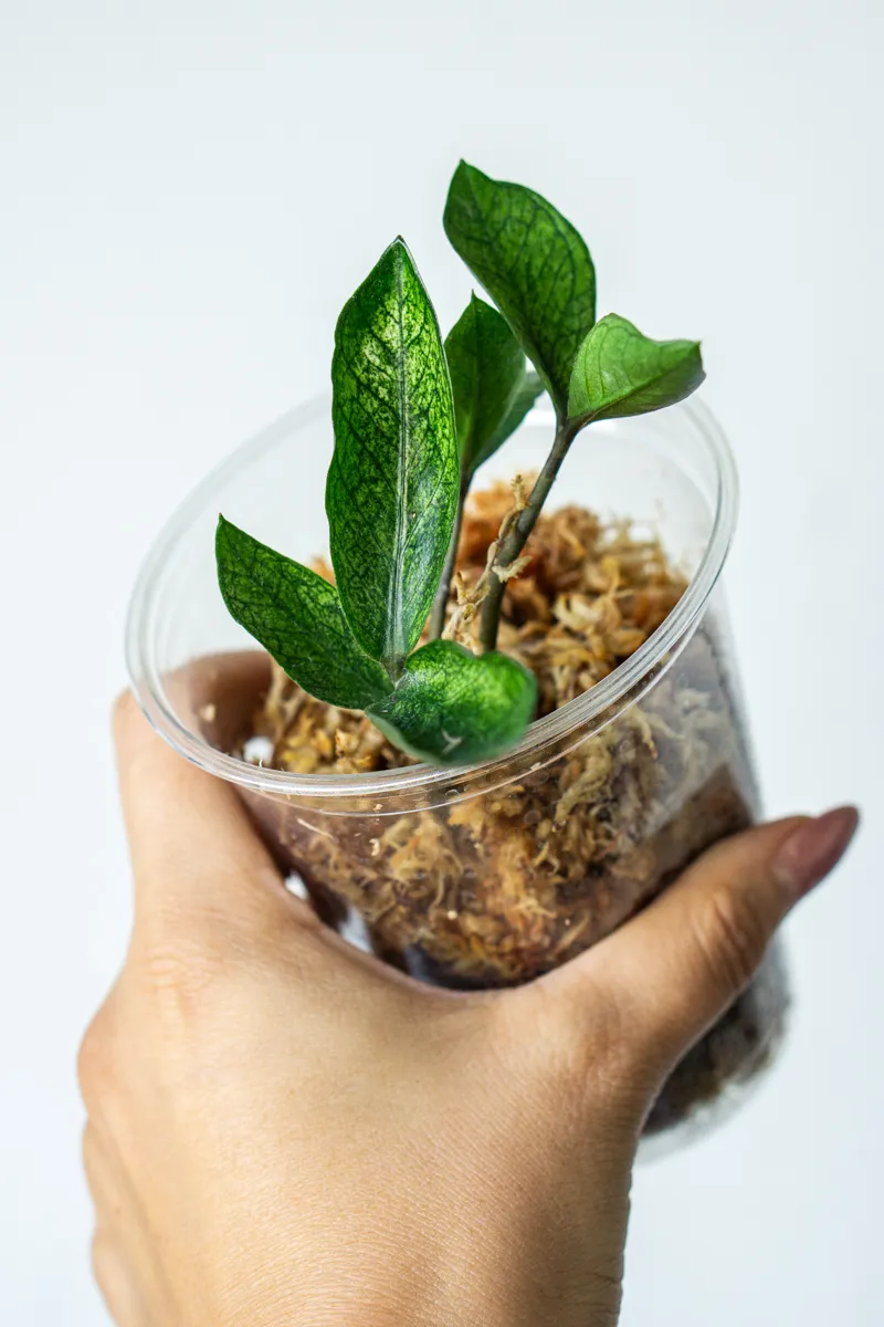 Zamioculcas Chameleon (Hluza v raselinniku)