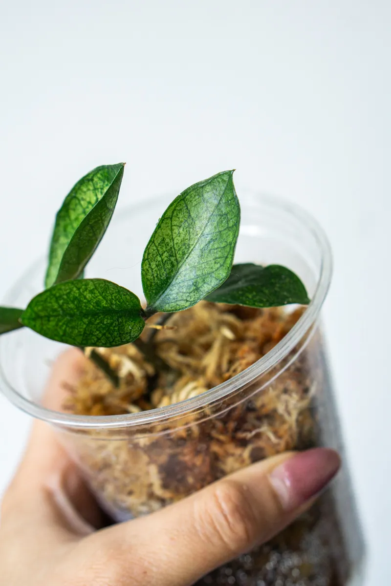 Zamioculcas Chameleon (Hluza v raselinniku)