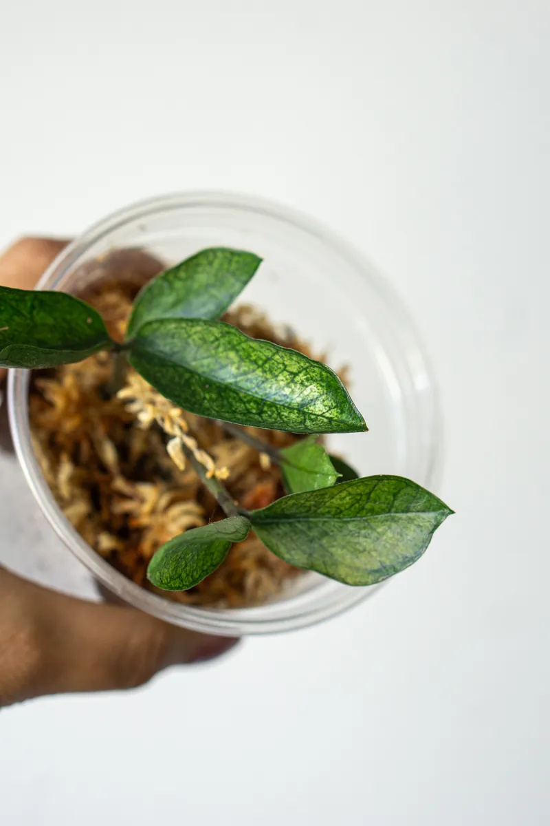 Zamioculcas Chameleon (Hluza v raselinniku)