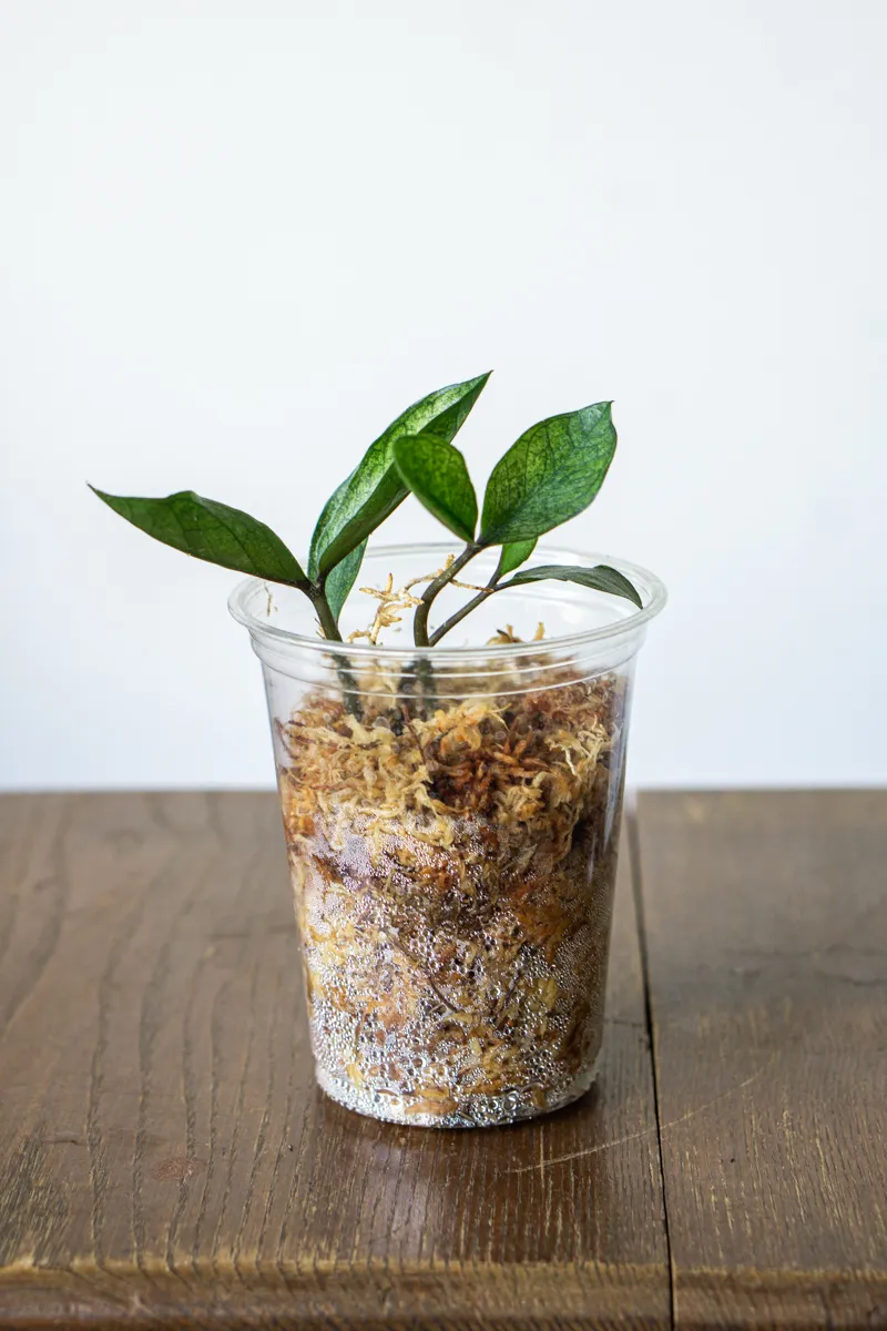 Zamioculcas Chameleon (Hluza v raselinniku)