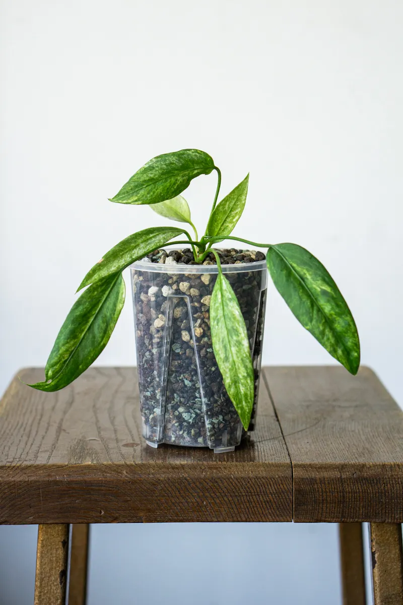 UNICORN Anthurium vittarifolium variegata (v Ponaku)
