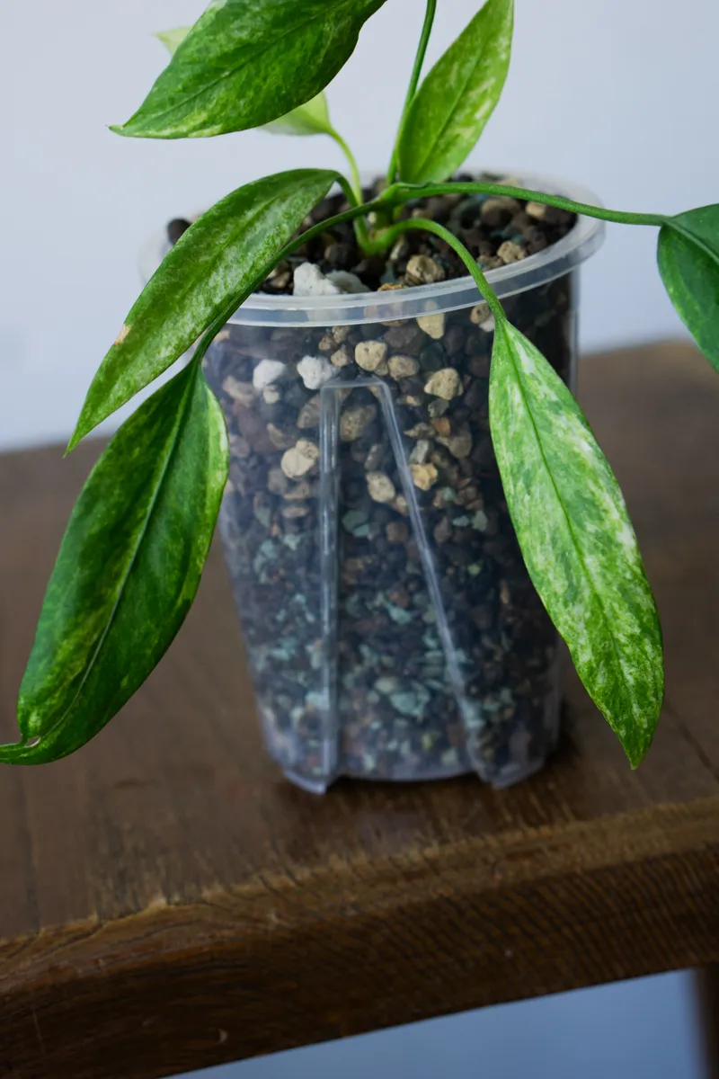UNICORN Anthurium vittarifolium variegata (v Ponaku)