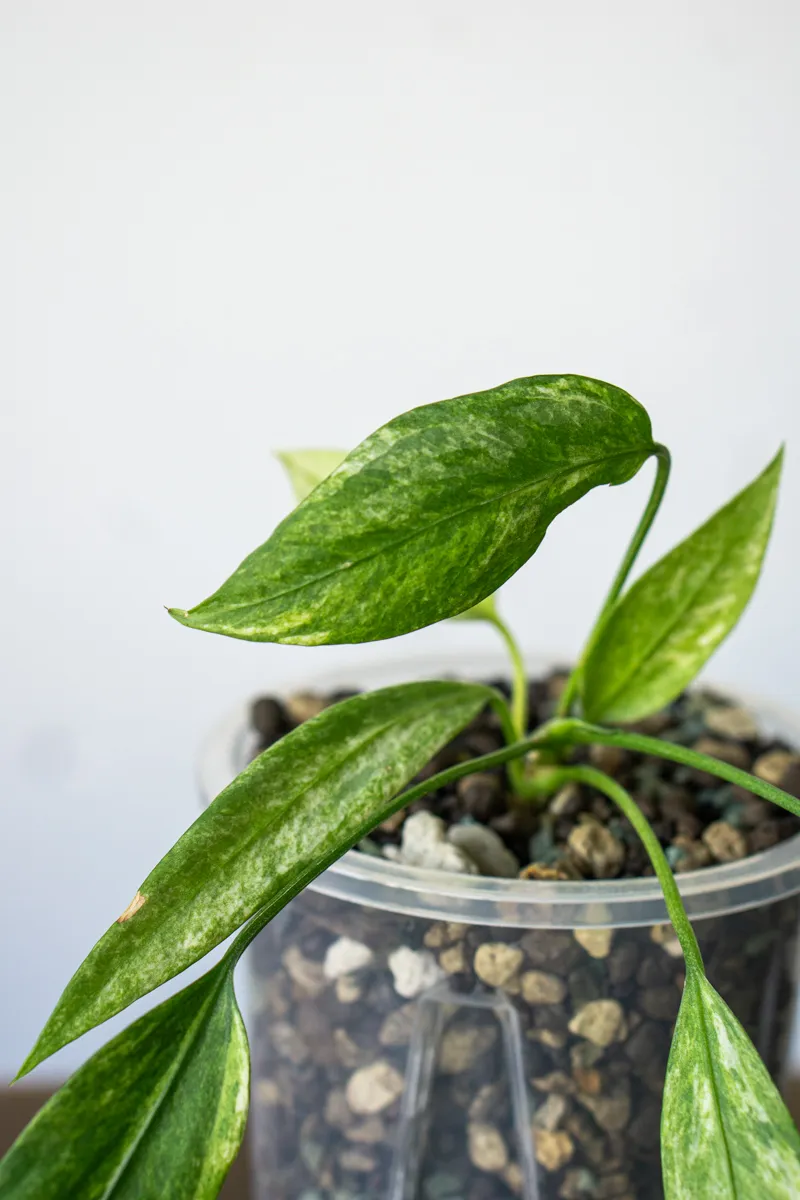 UNICORN Anthurium vittarifolium variegata (v Ponaku)