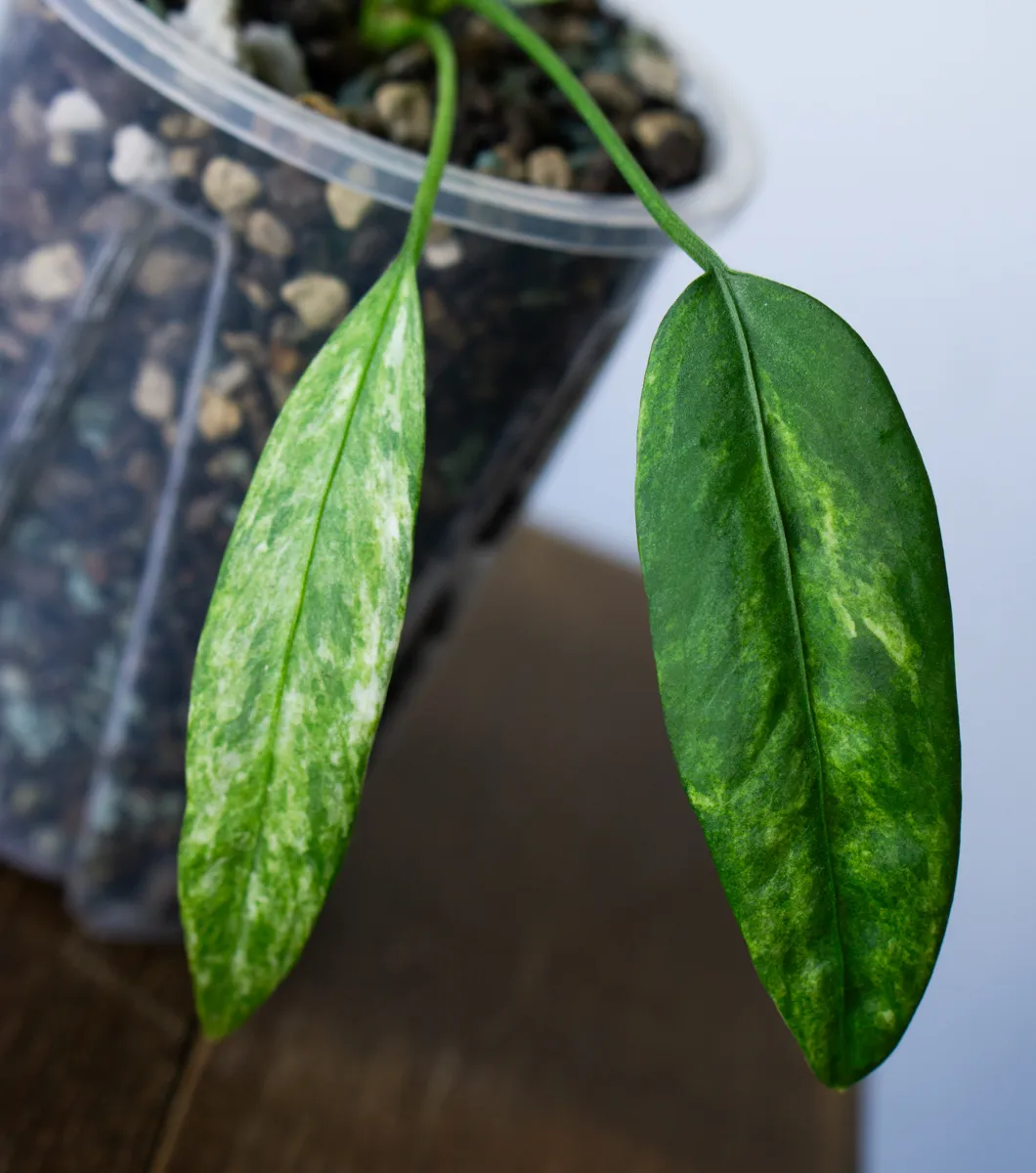UNICORN Anthurium vittarifolium variegata (v Ponaku)