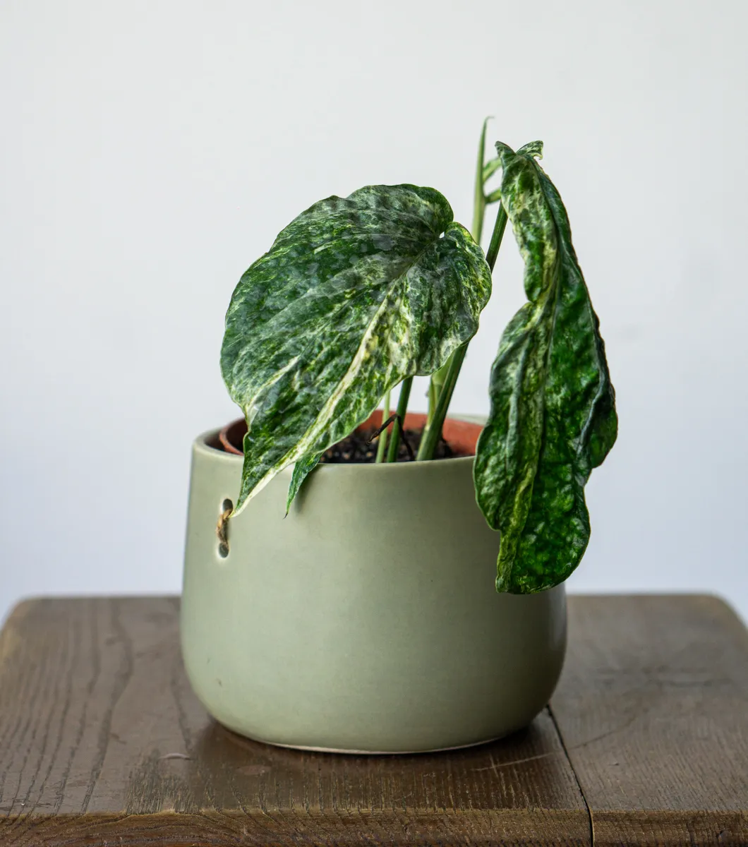 Amydrium zippelianum variegatum