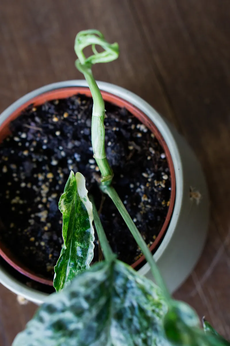 Amydrium zippelianum variegatum