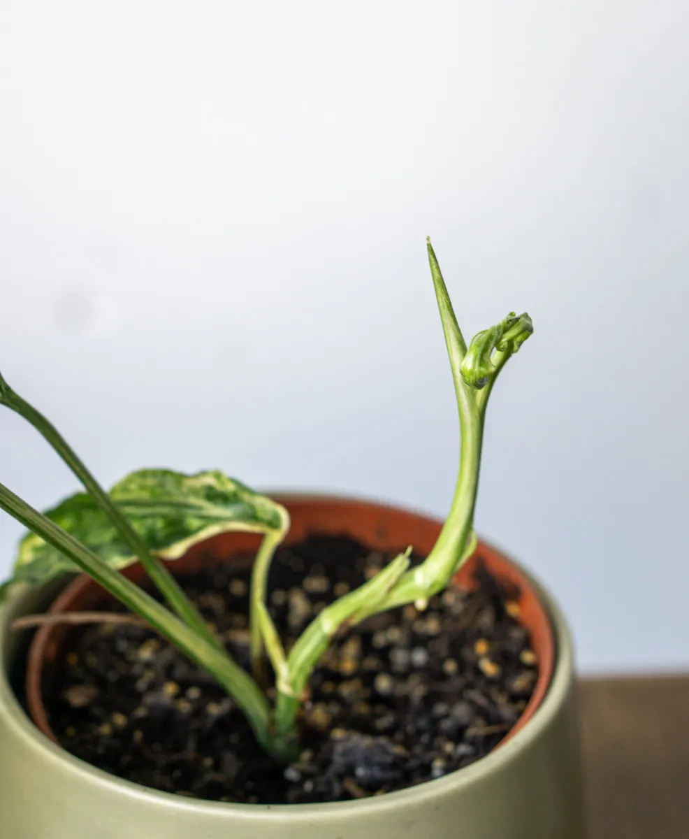 Amydrium zippelianum variegatum