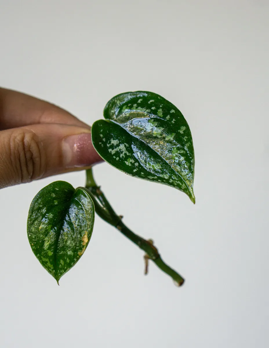 Scindapsus Tricolor (Zakoreneny odrezok)