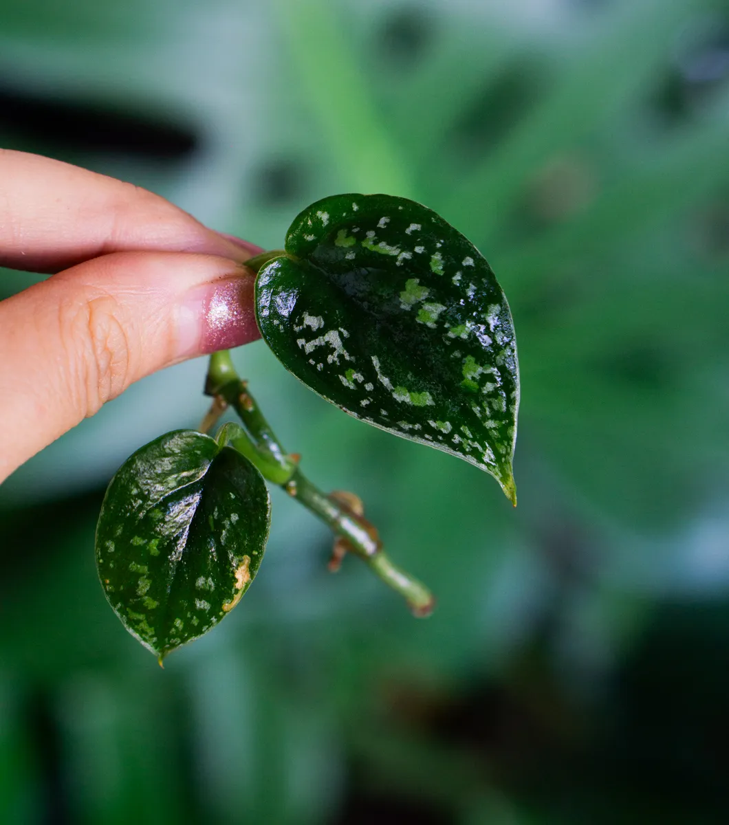 Scindapsus Tricolor (Zakoreneny odrezok)