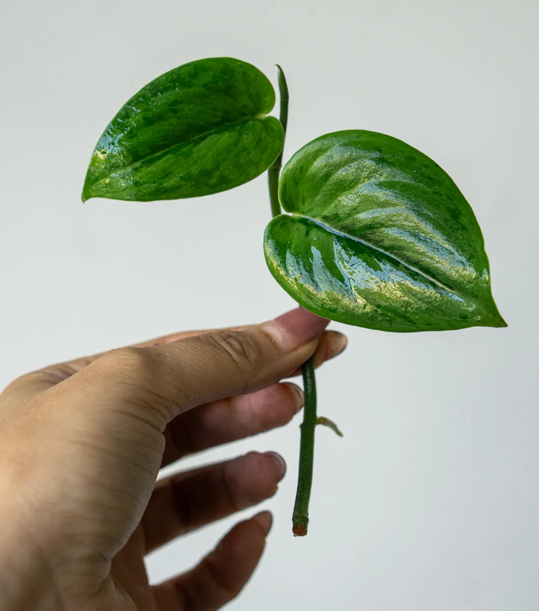 Scindapsus Green army (Zakoreneny odrezok)