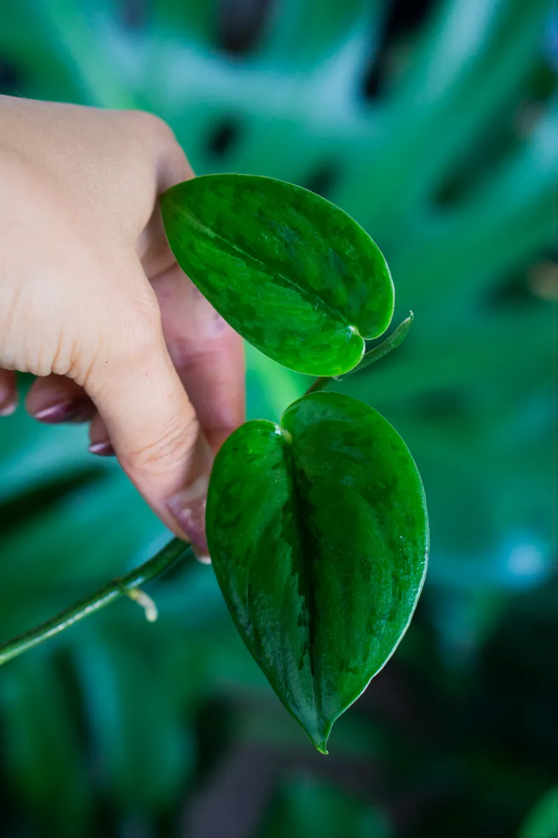 Scindapsus Green army (Zakoreneny odrezok)